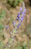 Salvia virgata