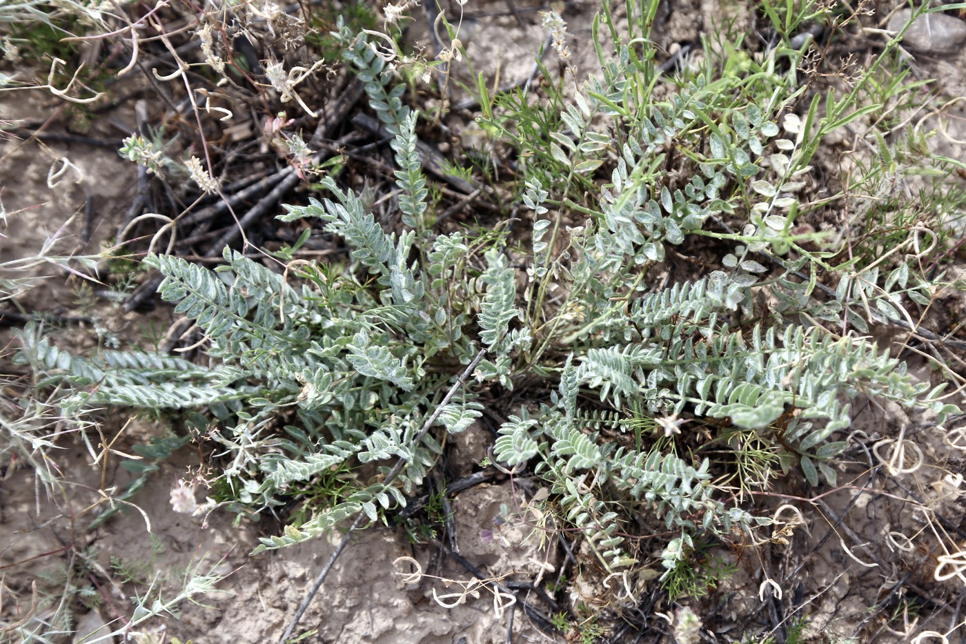 Изображение особи Oxytropis rosea.