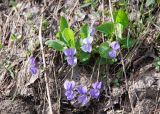 genus Viola. Цветущие растестения. Казахстан, Восточно-Казахстанская обл., г. Усть-Каменогорск, пос. Красина, вершина горы Аблакетка недалеко от смотровой площадки, осыпающийся склон у тропы. 08.05.2026.