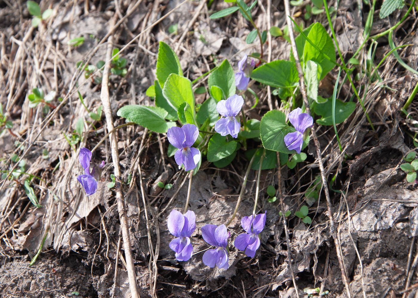 Image of genus Viola specimen.