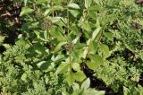 genus Aizopsis. Верхушки плодоносящих растений. Приморье, о. Шкота, коса, полынно-кустарниковое сообщество. 20.07.2026.