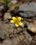 Ranunculus reptans