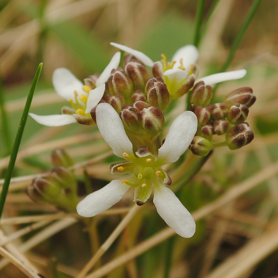 Image of Cochlearia officinalis ssp. norvegica specimen.