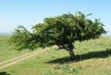 Crataegus pontica. Дерево в степи. Казахстан, Южно-Казахстанская обл., предгорья хр. Казыкурт. 04.05.2011.