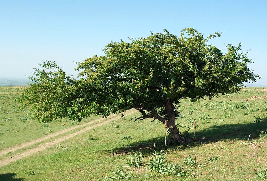 Изображение особи Crataegus pontica.