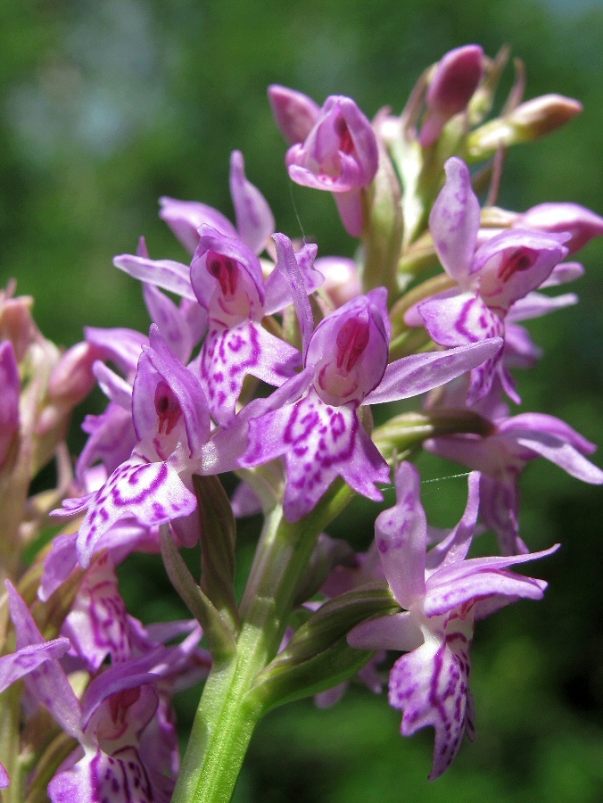 Image of Dactylorhiza baltica specimen.