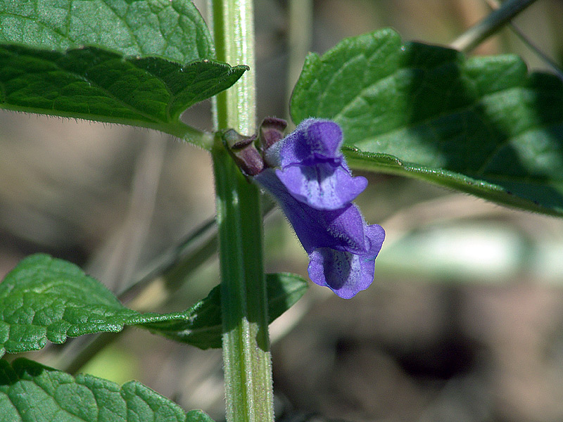 Image of Scutellaria galericulata specimen.