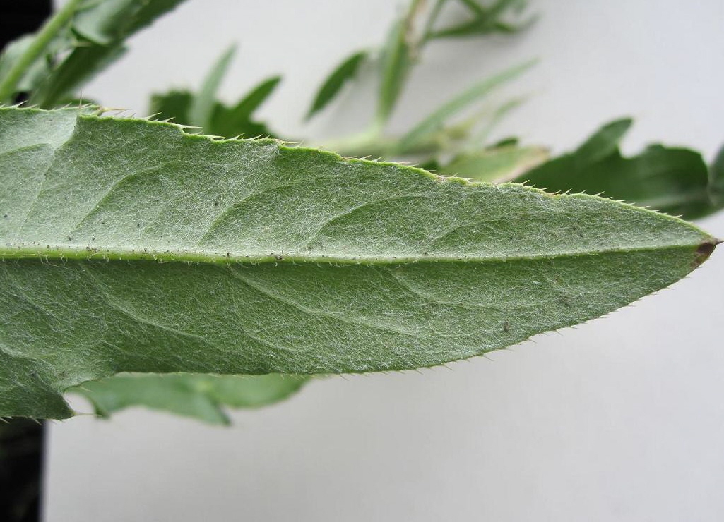 Изображение особи Cirsium setosum.