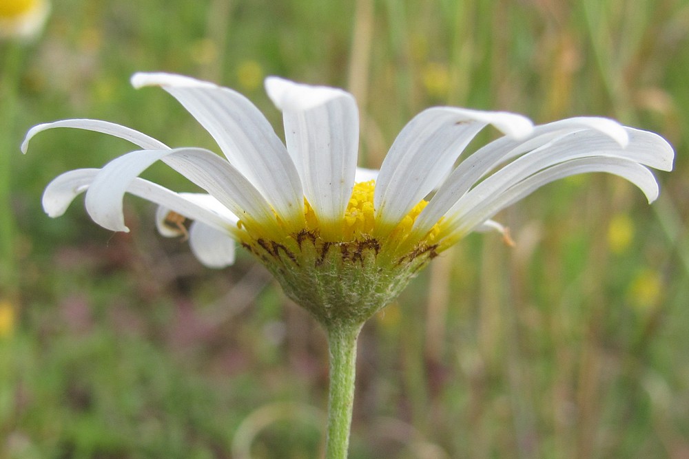 Изображение особи Anthemis jailensis.