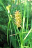 Carex flava