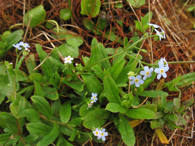 Изображение особи Myosotis cespitosa.