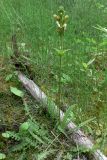 Pedicularis sceptrum-carolinum