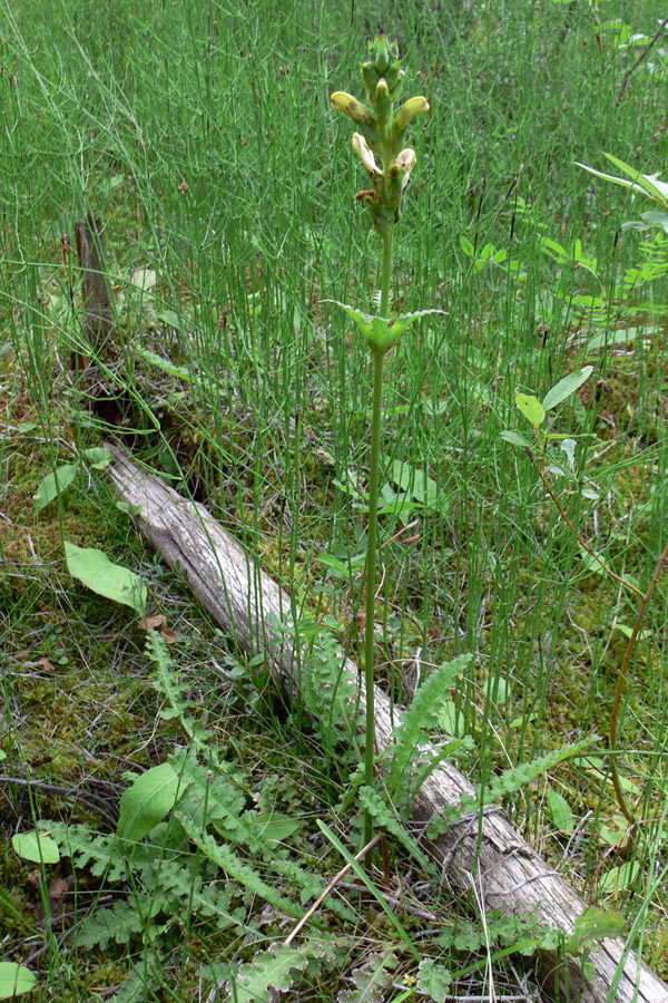 Изображение особи Pedicularis sceptrum-carolinum.