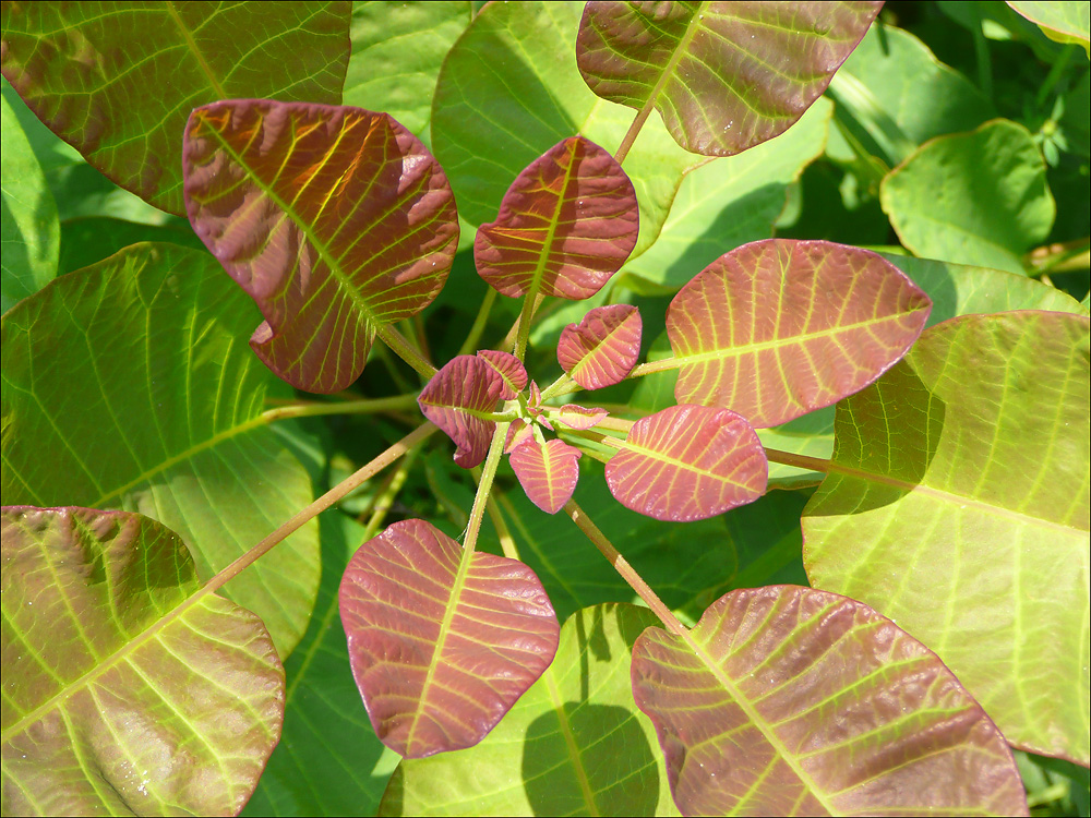 Image of Cotinus coggygria specimen.