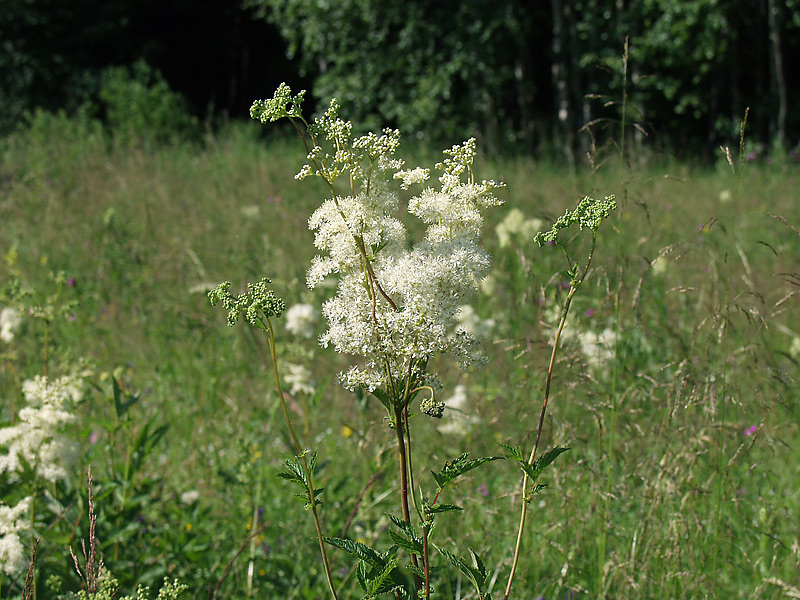 Изображение особи Filipendula ulmaria.