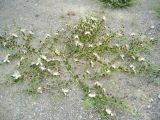 Capparis herbacea. Цветущее растение. Копетдаг, Чули. Май 2011 г.
