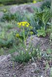 семейство Apiaceae. Цветущее растение. Таджикистан, Гиссарский хр., ущелье Сингисафат. 29.04.2011.