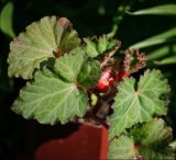 Begonia × tuberhybrida. Листья. Московская обл., Раменский р-н, окр. дер. Хрипань, садовый участок. 11.05.2011.