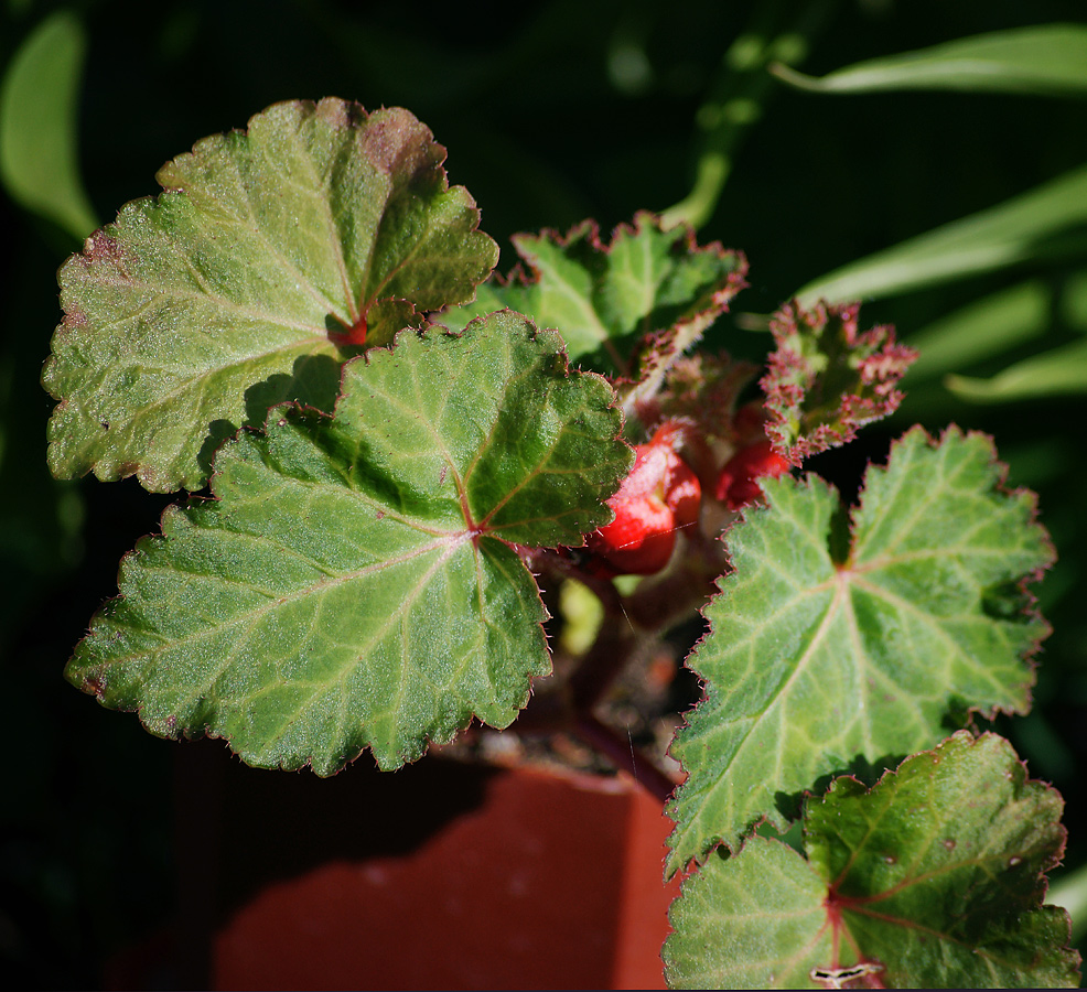Image of Begonia × tuberhybrida specimen.