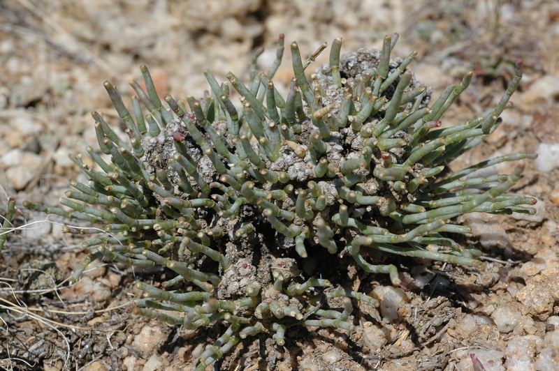 Image of Anabasis cretacea specimen.