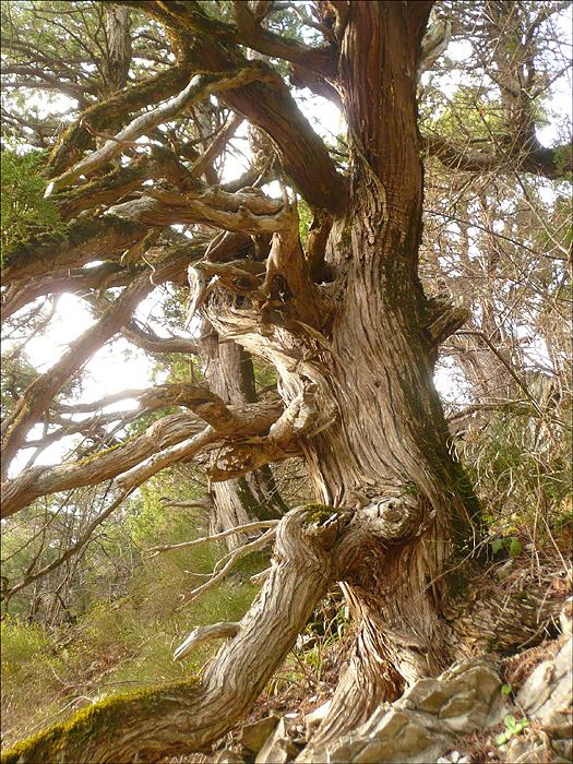 Image of Juniperus excelsa specimen.