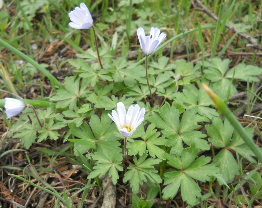 Изображение особи Anemone banketovii.