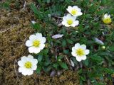 Dryas octopetala. Цветущие растения на замшелых скальных выходах. Коми, Интинский р-н, нац. парк \"Югыд Ва\", Приполярный Урал, р. Кожим, береговой обрыв. 25.06.2011.