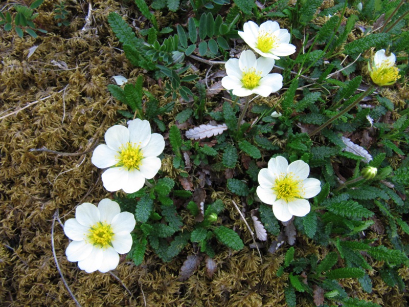 Изображение особи Dryas octopetala.