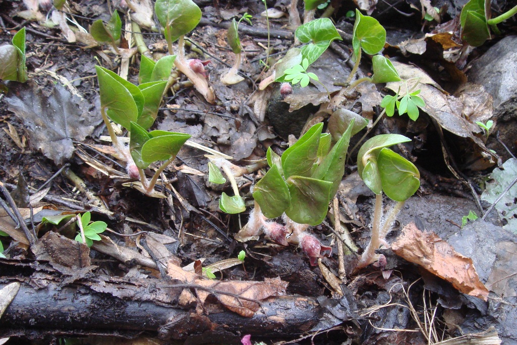 Image of Asarum intermedium specimen.