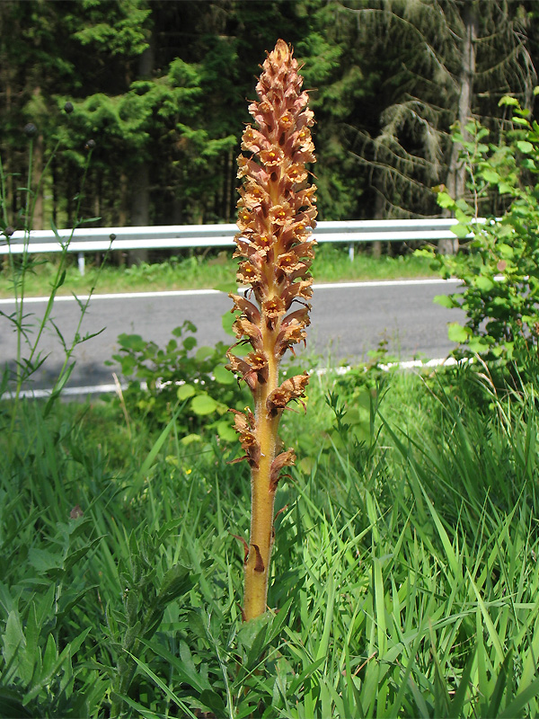 Image of Orobanche elatior specimen.