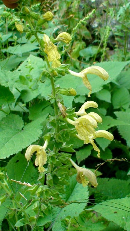 Изображение особи Salvia glutinosa.