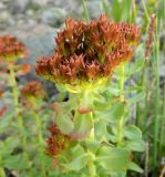 Rhodiola rosea. Соплодие. Полярный Урал, долина Малой Лагорты (Мал. Лахорты), каменистая россыпь. 03.08.2011.