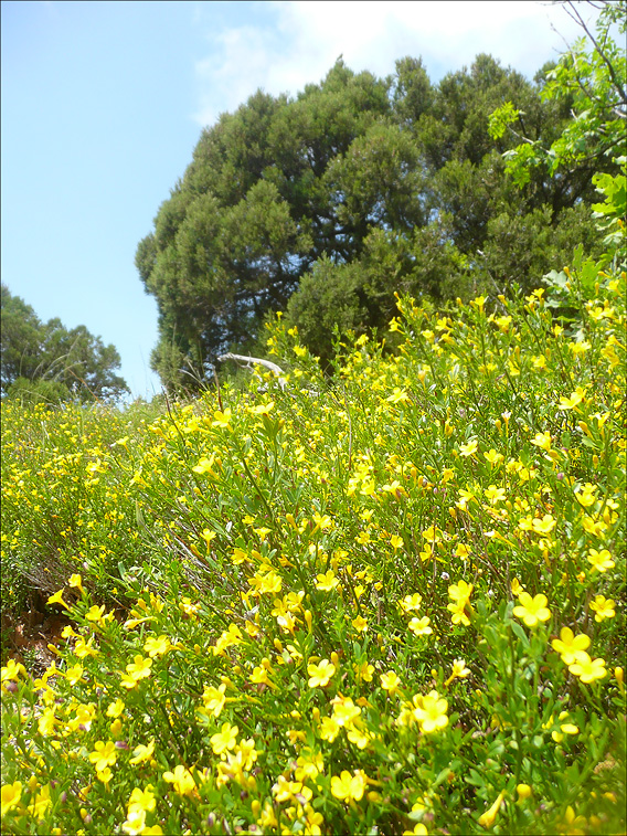 Image of Jasminum fruticans specimen.