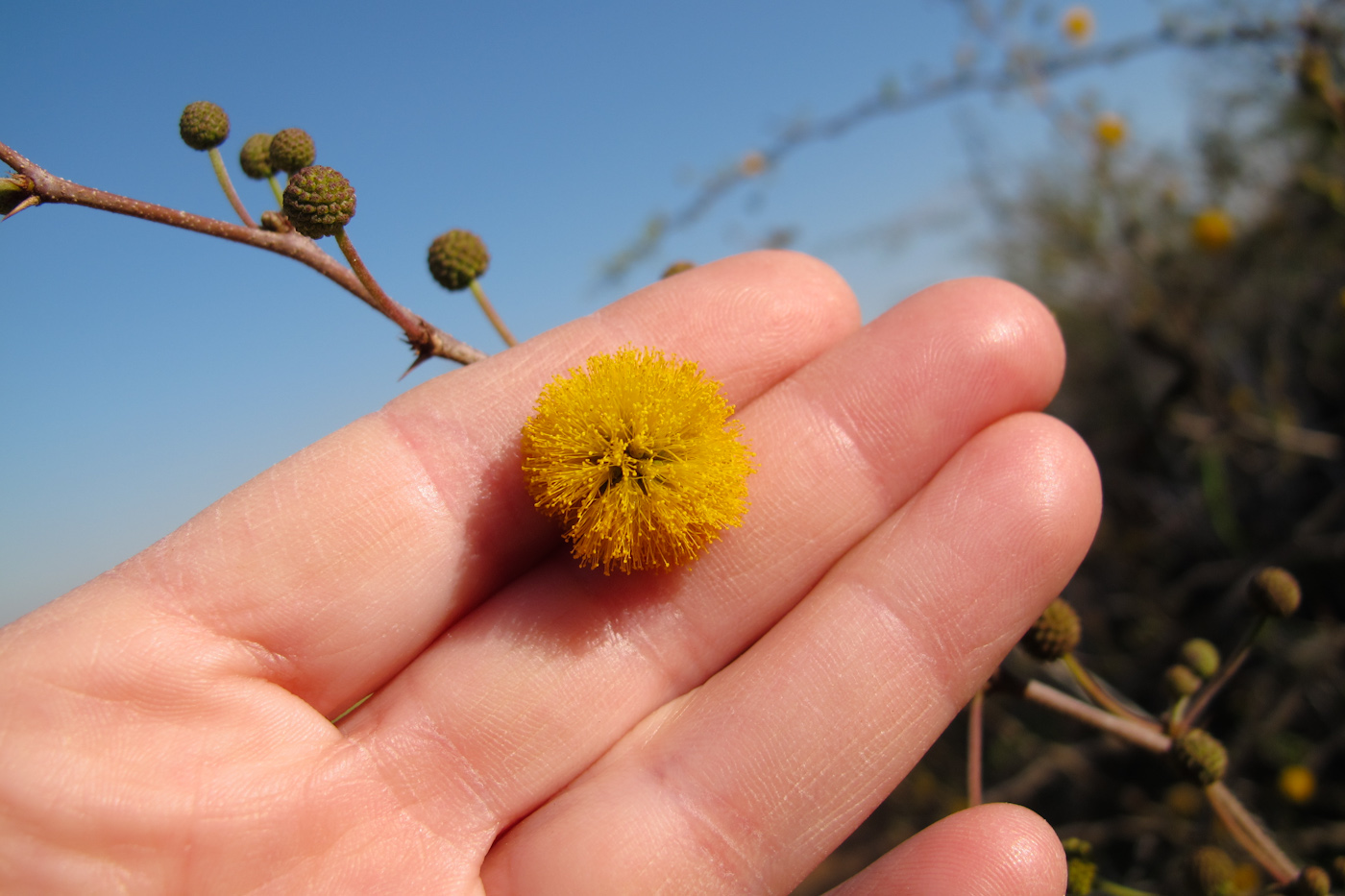 Изображение особи Vachellia farnesiana.