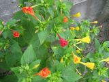 Mirabilis jalapa