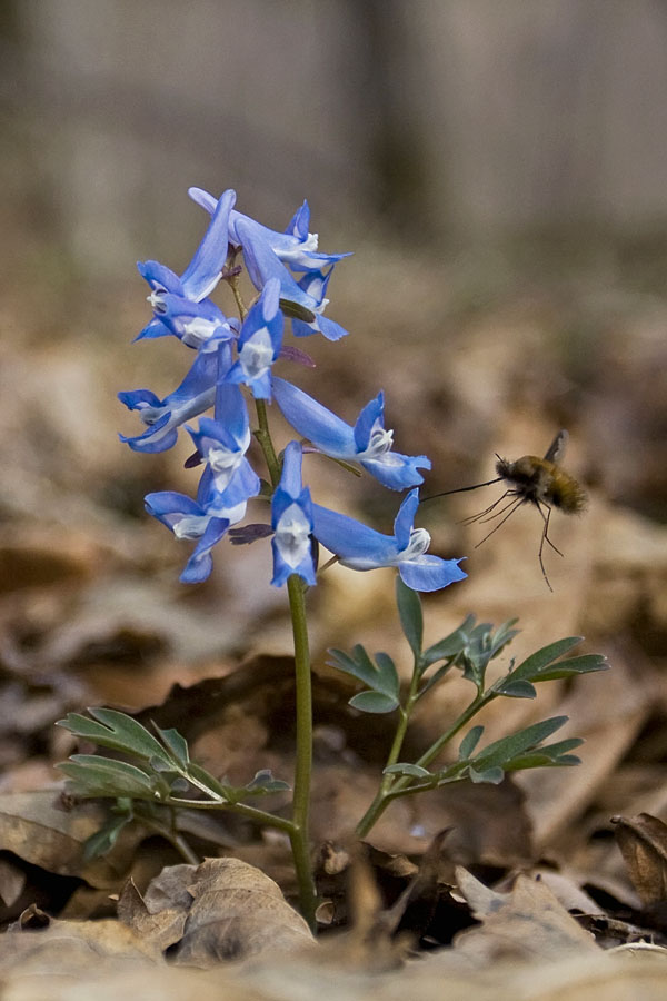 Image of Corydalis ambigua specimen.