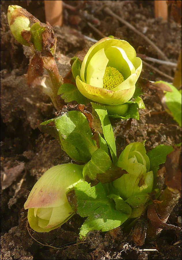 Image of Helleborus caucasicus specimen.