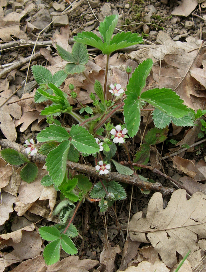 Image of Potentilla micrantha specimen.