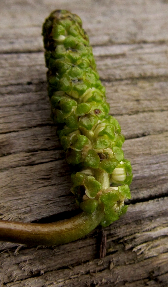 Image of genus Potamogeton specimen.