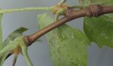 Platanus × acerifolia. Часть ветви с листовыми узлами и черешками листьев. Германия, г. Кемпен, в парке. 13.05.2012.