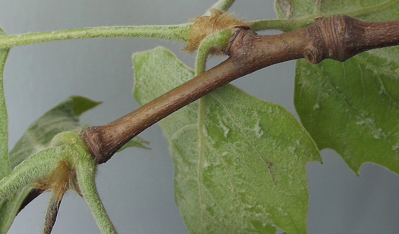 Изображение особи Platanus &times; acerifolia.