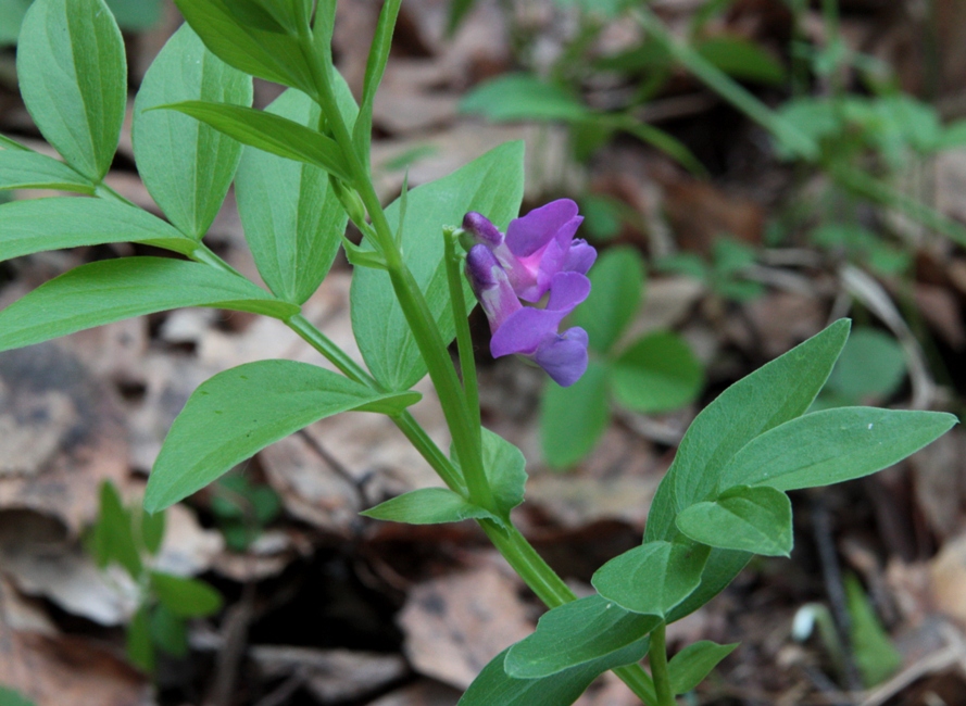 Изображение особи Lathyrus frolovii.