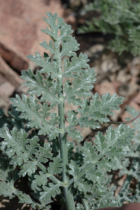 Image of Ferula syreitschikowii specimen.