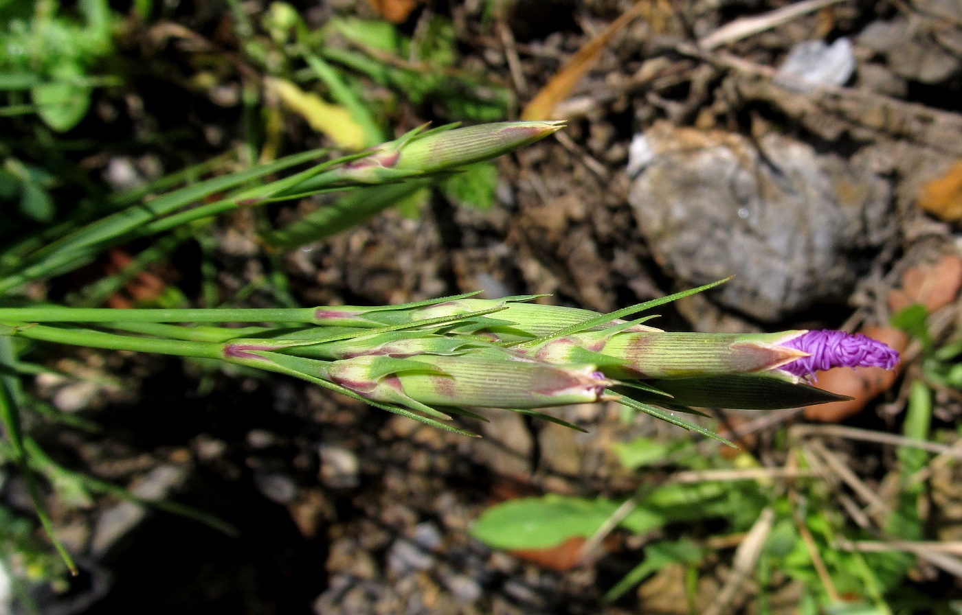 Изображение особи Dianthus hyssopifolius.