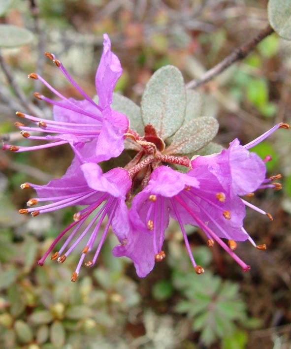 Изображение особи Rhododendron parvifolium.