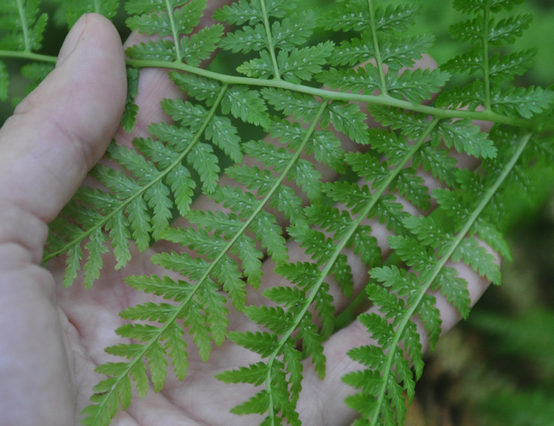 Изображение особи Athyrium filix-femina.