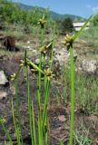 Schoenoplectiella mucronata. Верхушки цветущих растений. Абхазия, Гагрский р-н, окр. с. Бзыпта, рудеральное местообитание. 13.06.2012.