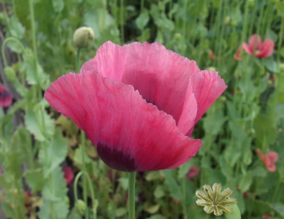 Изображение особи Papaver somniferum.