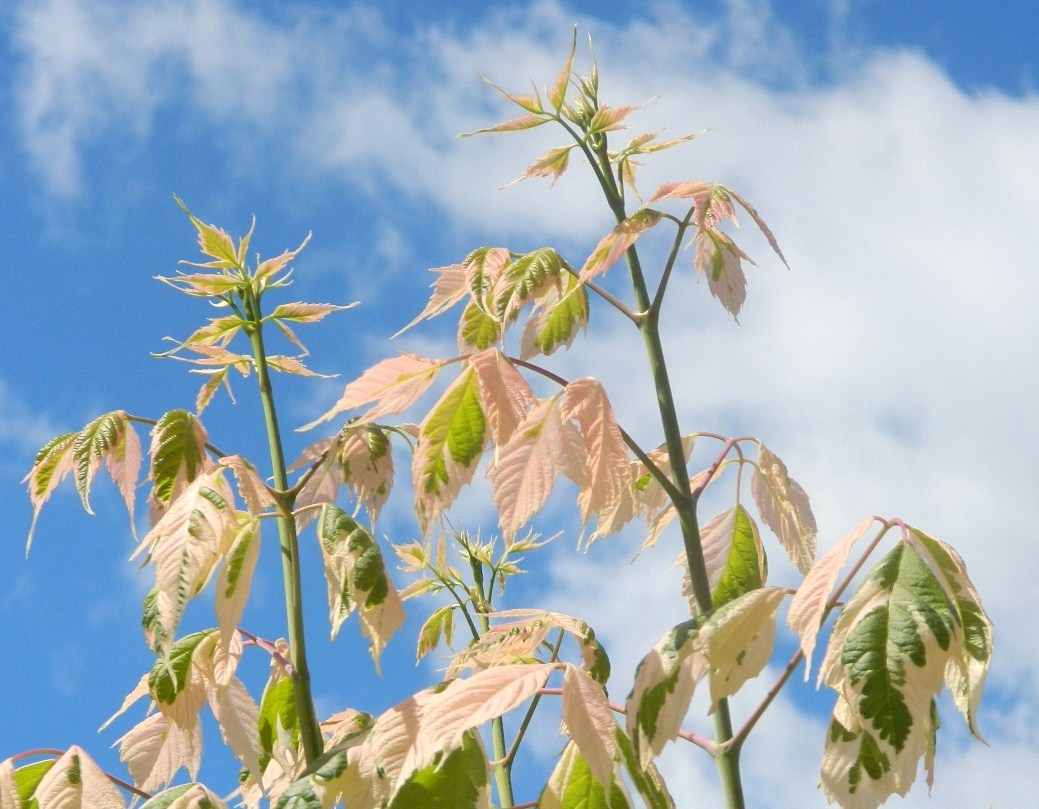 Image of Acer negundo specimen.