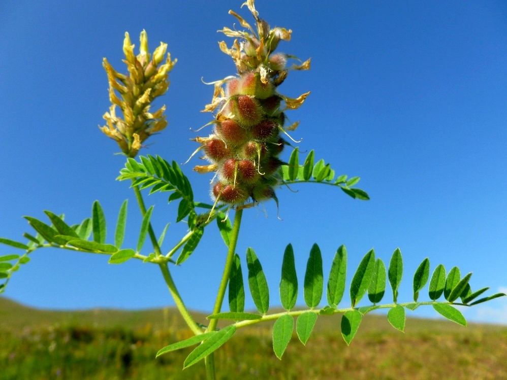 Image of Astragalus cicer specimen.